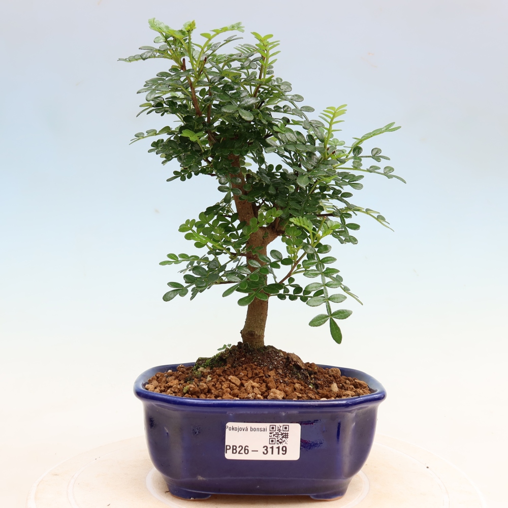Pokój bonsai - Zantoxylum piperitum - drzewo pieprzowe