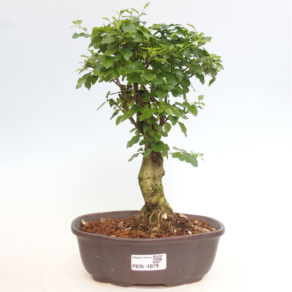 Pokój bonsai - Ligustrum chinensis - Dziób ptaka
