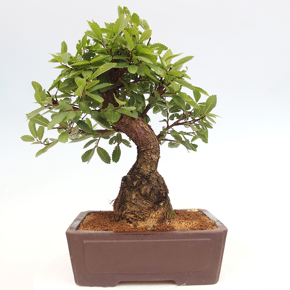 Bonsai na zewnątrz - Zelkova - Zelkova serrata
