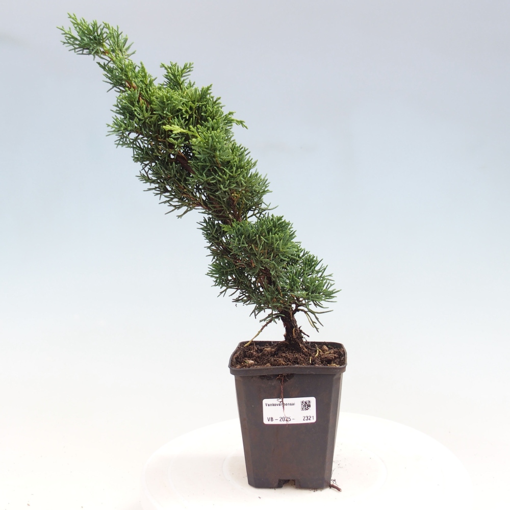 Outdoor bonsai - Juniperus chinensis Kishu - chiński jałowiec