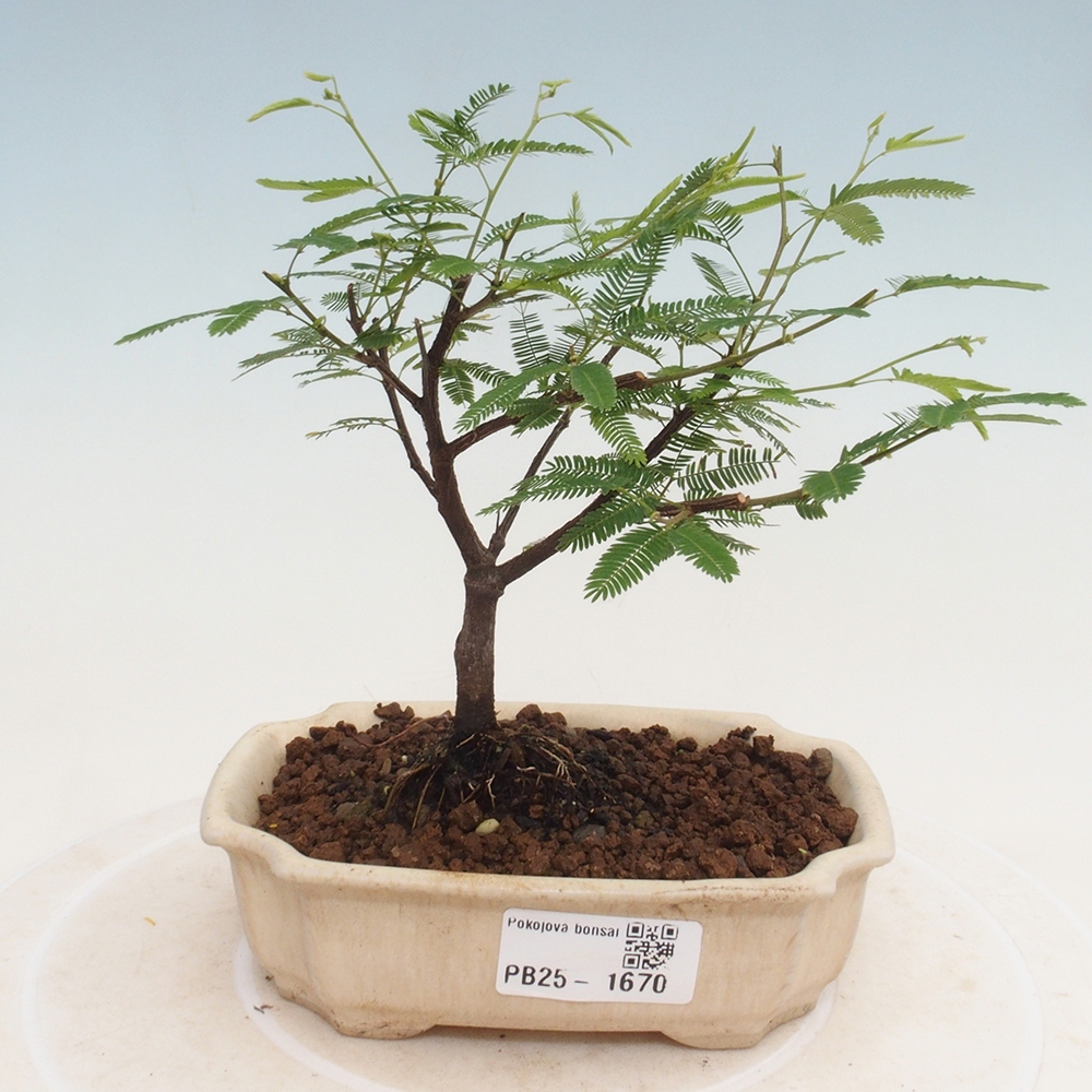 Pokój bonsai-Calliandra surinamensis Dixie Pink - Kaliandra z Surii