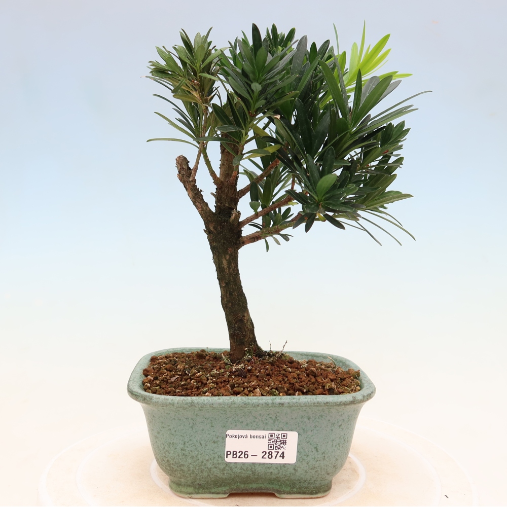 Pokój bonsai - Podocarpus - Kamienny cis