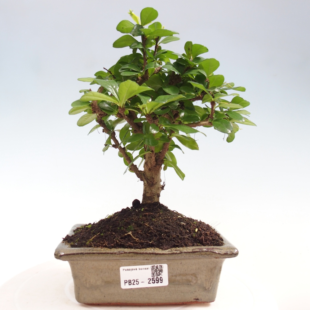 Bonsai wewnętrzne - Carmona makrophylla - Herbata Fuki