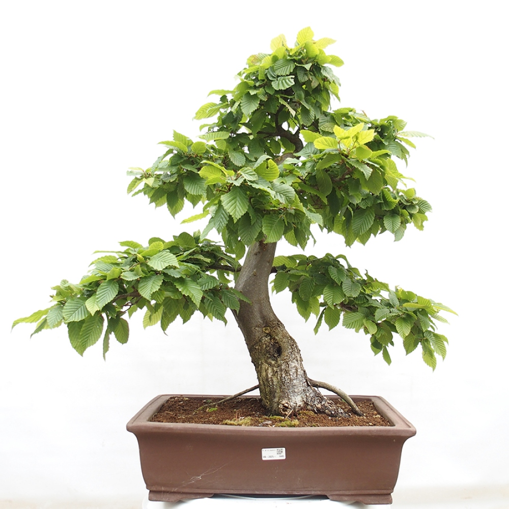 Bonsai zewnętrzne - Grab - Carpinus betulus