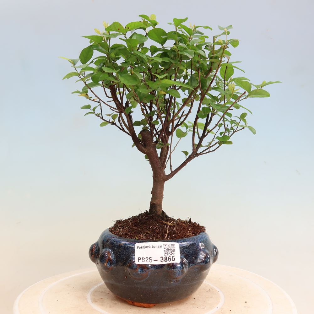 Bonsai pokojowe - Sageretia thea - Sageretia thea