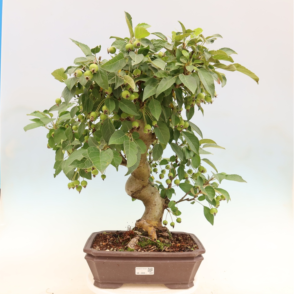 Outdoor bonsai - Malus halliana - Jabłoń drobnoowocowa