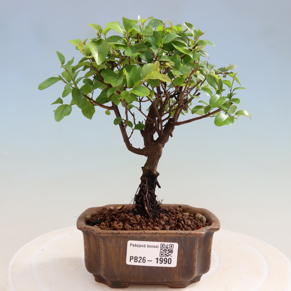Bonsai pokojowe - Sageretia thea - Sageretia thea