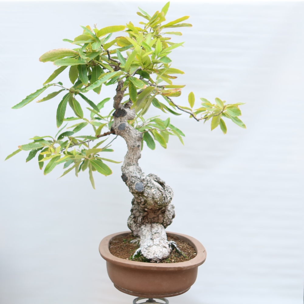 Bonsai ogrodowe – Quercus castaneifolia – Dąb kasztanolistny
