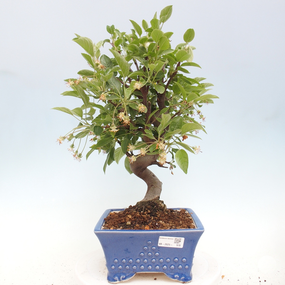 Bonsai plenerowe - Malus Halliana - Jabłoń drobnoowocowa