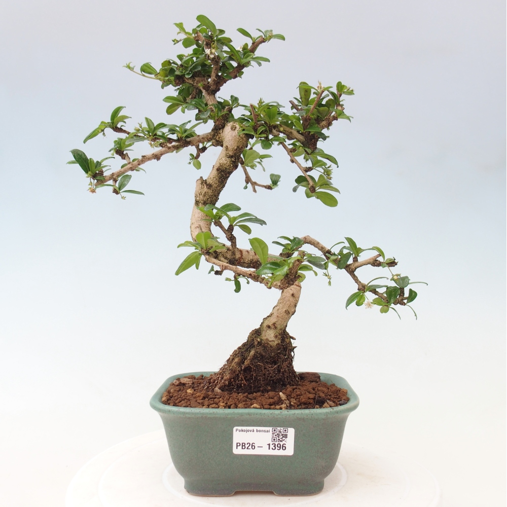 Bonsai pokojowe - Carmona macrophylla - Tea fuki