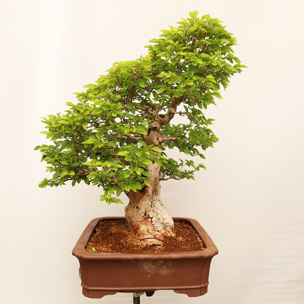 Bonsai plenerowe - Carpinus Coreana - grab koreański