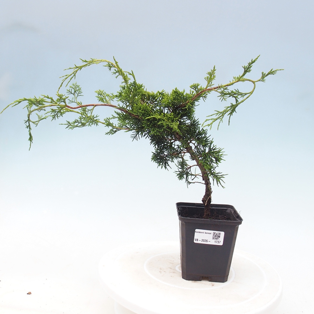 Outdoor bonsai - Juniperus chinensis Itoigawa