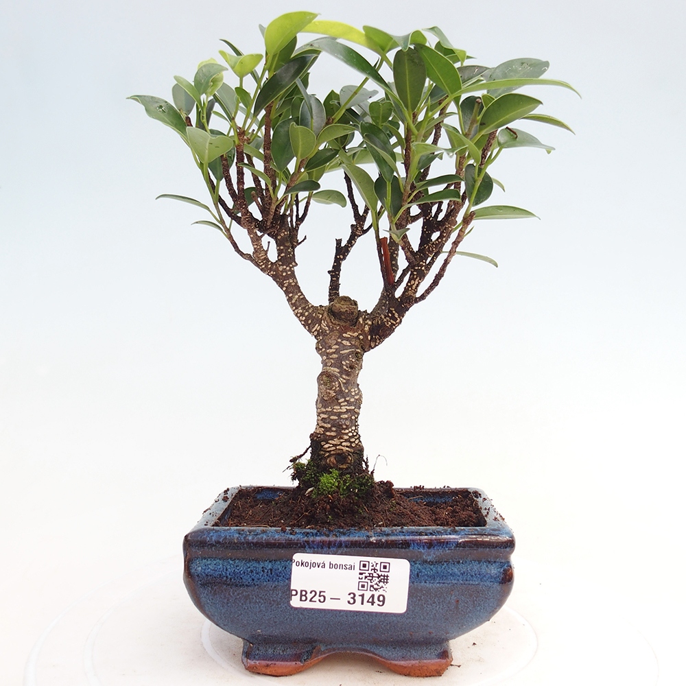 Pokój bonsai Ficus retusa kimmen