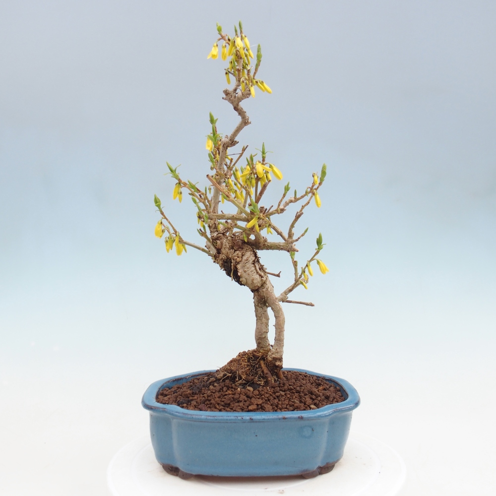 Outdoor bonsai - Zlatice - Forsycja koreańska