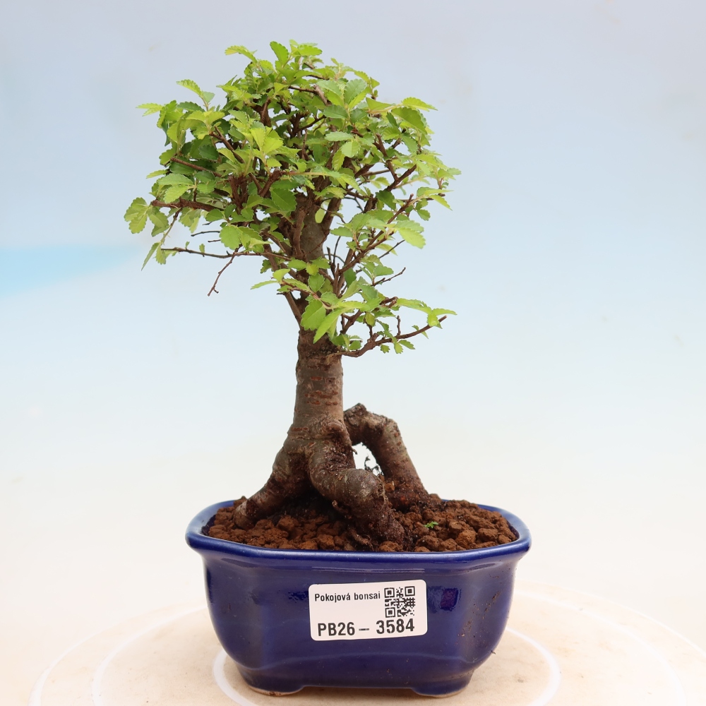 Pokój bonsai - Ulmus parvifolia - Wiąz drobnolistny