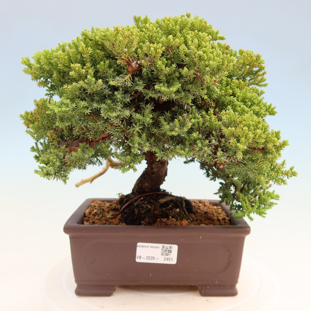 Bonsai ogrodowe – Juniperus procumbens – Jałowiec rozłożysty