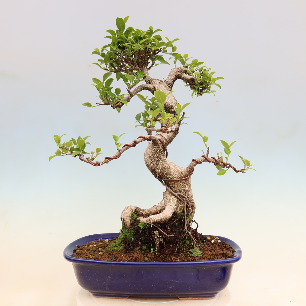 Pokój bonsai - Ficus kimmen - figowiec drobnolistny