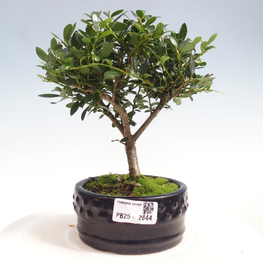 Kryty bonsai - Ilex crenata - Holly