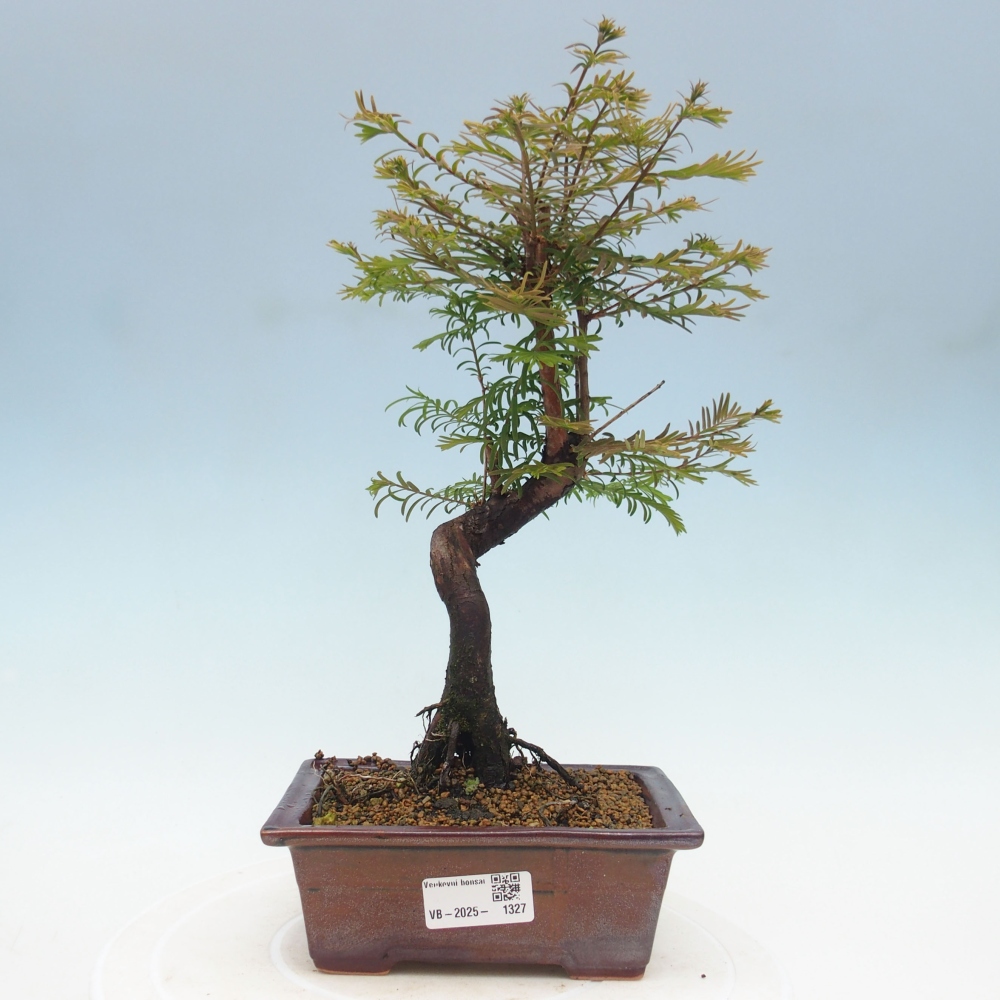 Outdoor bonsai - Metasequoia glyptostroboides - chińskie metasekvoje