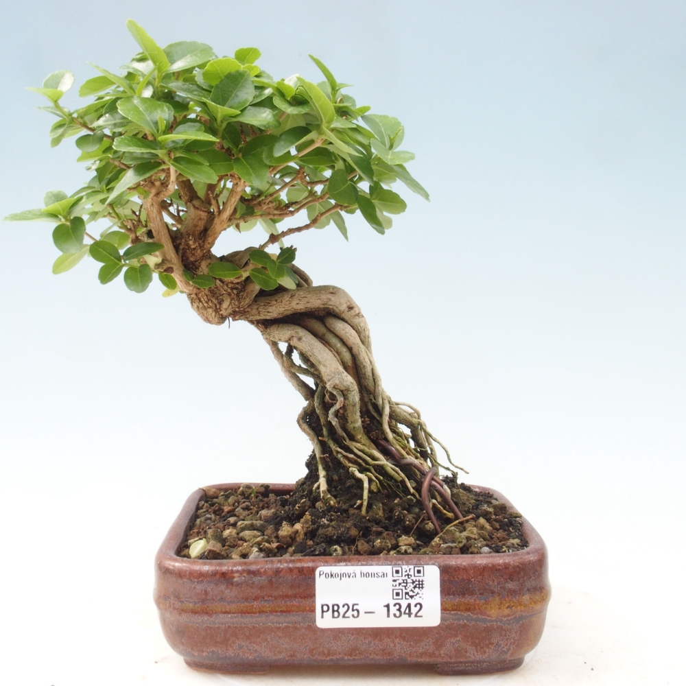 Bonsai wewnętrzne - Premna serratifolia - Kozlovon drobnolistny