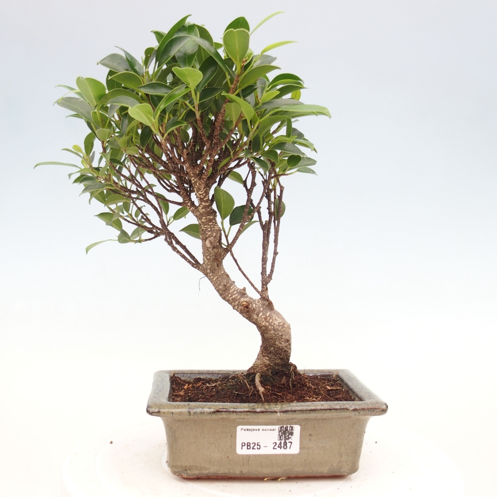 Bonsai wewnętrzne - Ficus retusa - figowiec drobnolistny