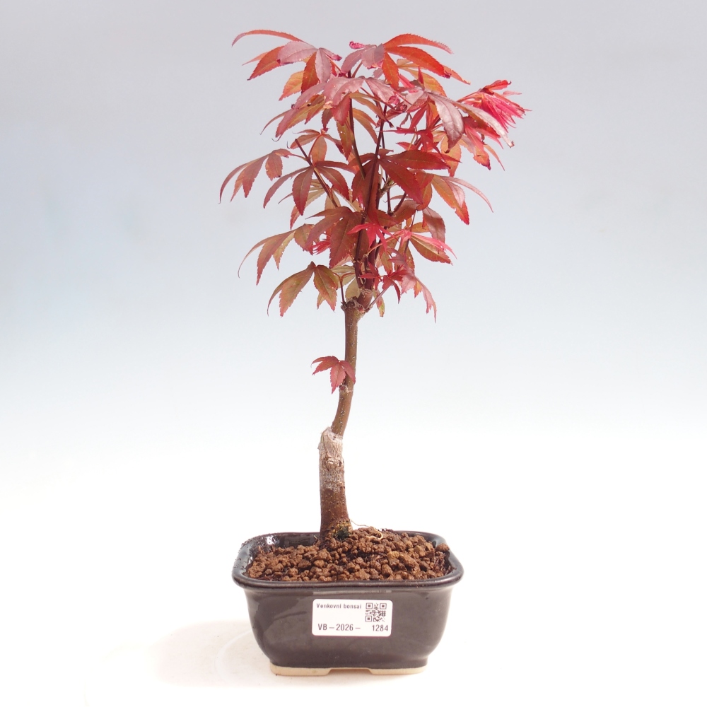 Bonsai na zewnątrz - Palma Acer. Atropurpureum-Javor palmate