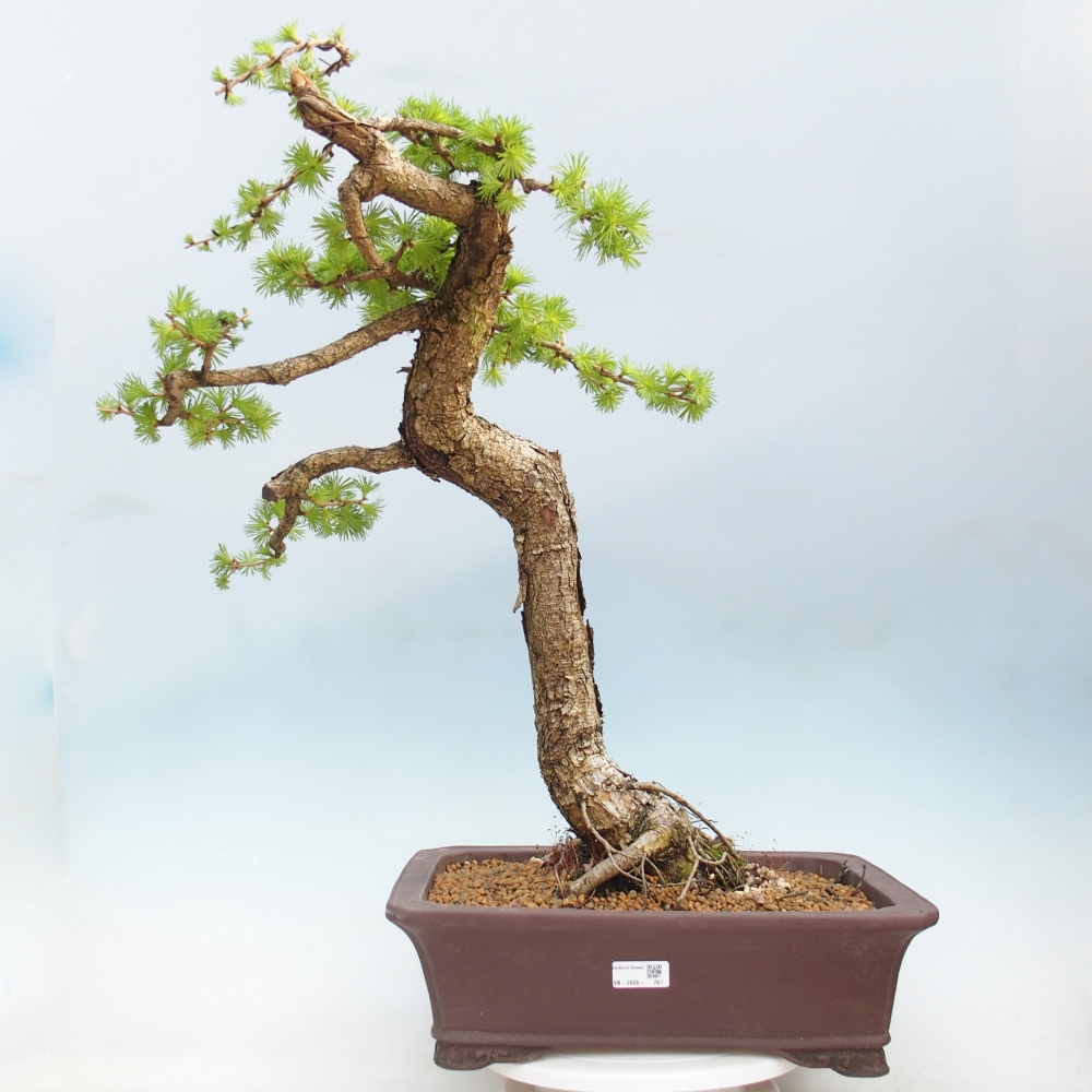 Bonsai zewnętrzne - Larix decidua - Modrzew