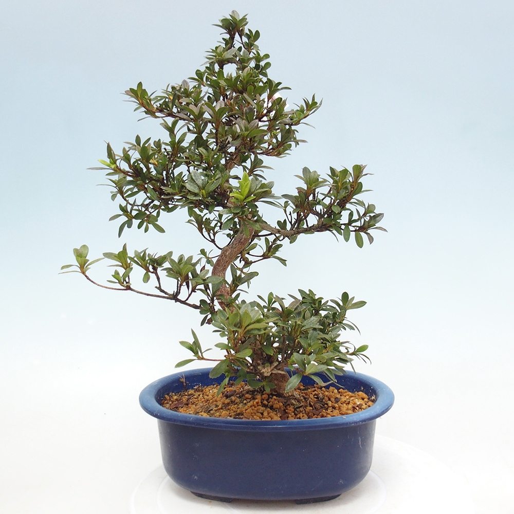 Bonsai zewnętrzne - Azalia japońska - Azalia Reiko