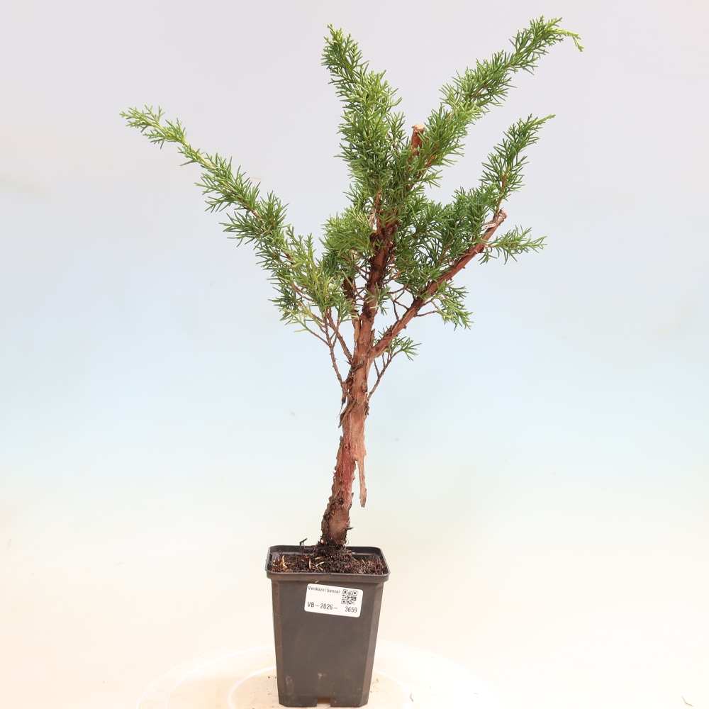 Outdoor bonsai - Juniperus chinensis Kishu
