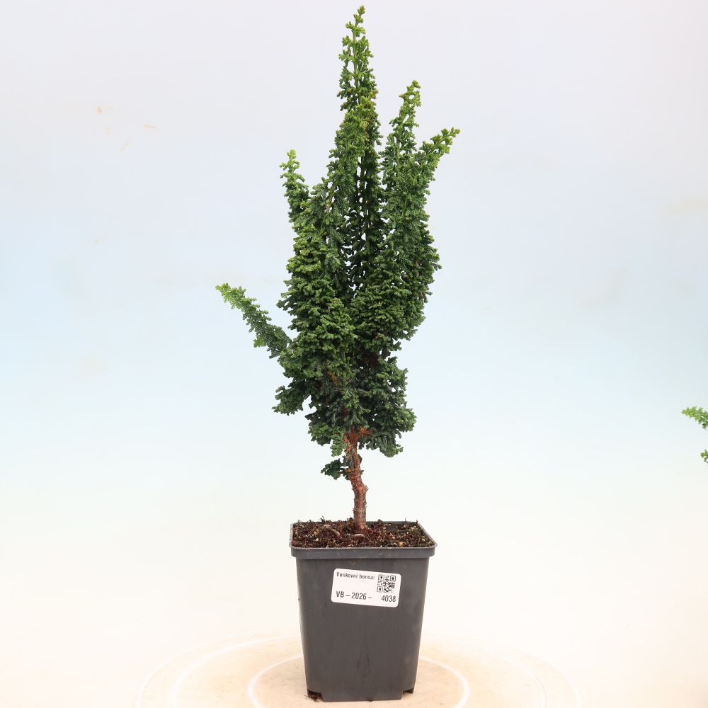 Bonsai zewnętrzne - Cham. obtusa SEKKA HINOKI - Cyprys
