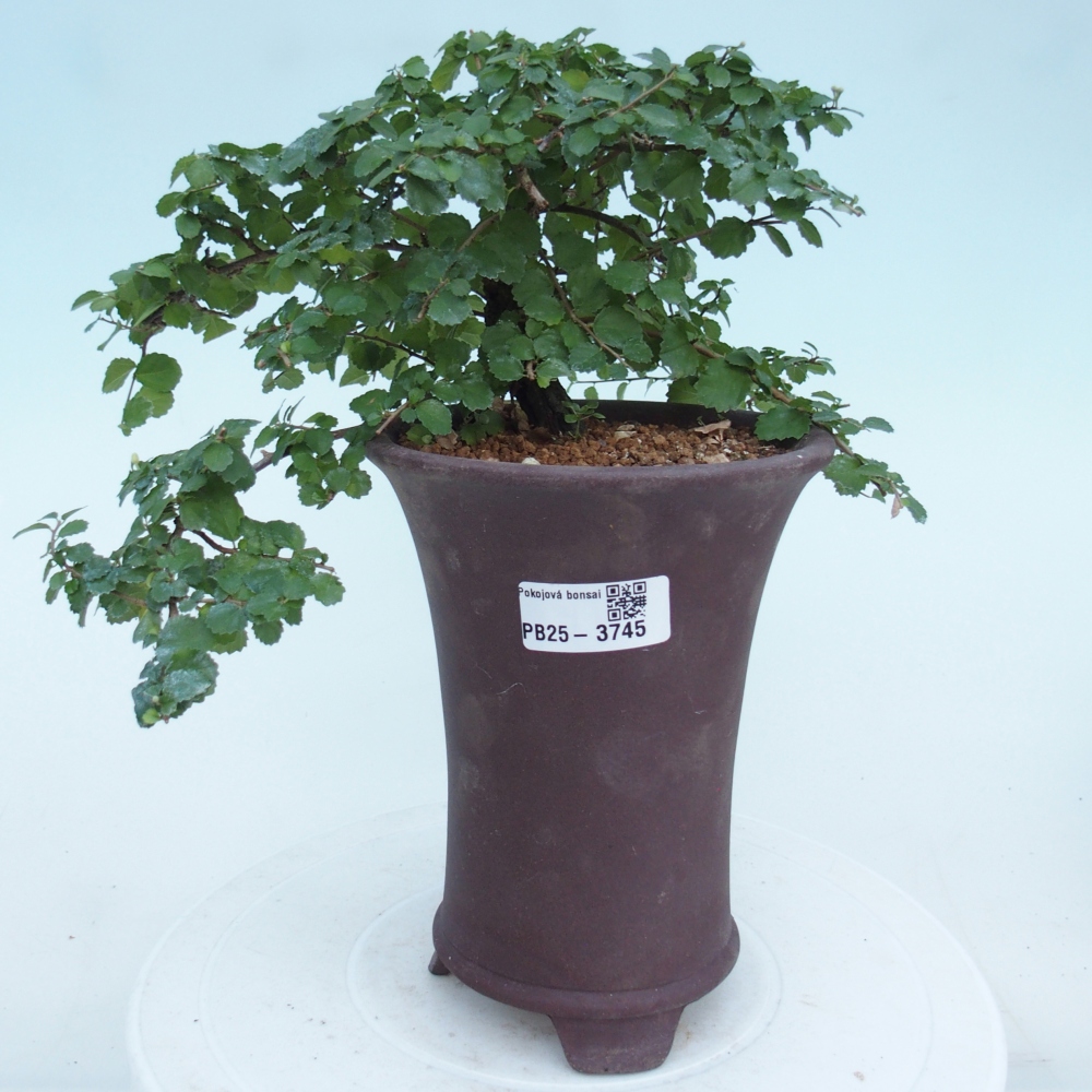 Pokój bonsai - Grewia sp. - Grewia malafolia