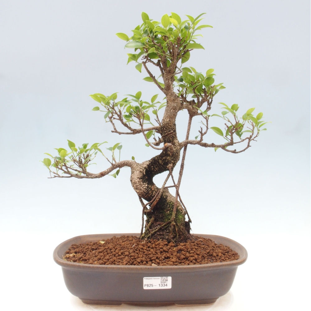 Kryty bonsai - Ficus kimmen - figowiec drobnolistny