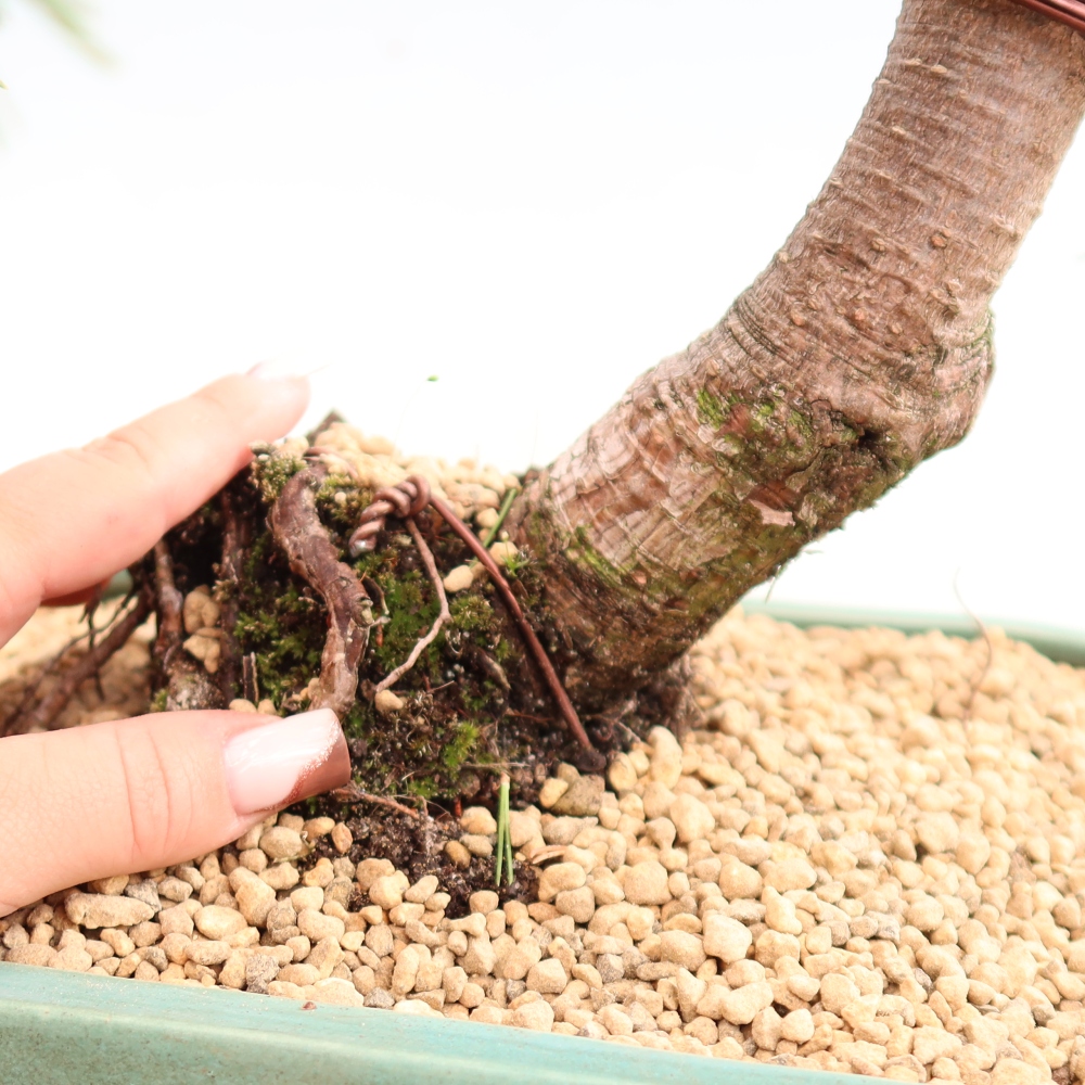 Bonsai ogrodowe – Pinus mugo Humpy – sosna karłowata