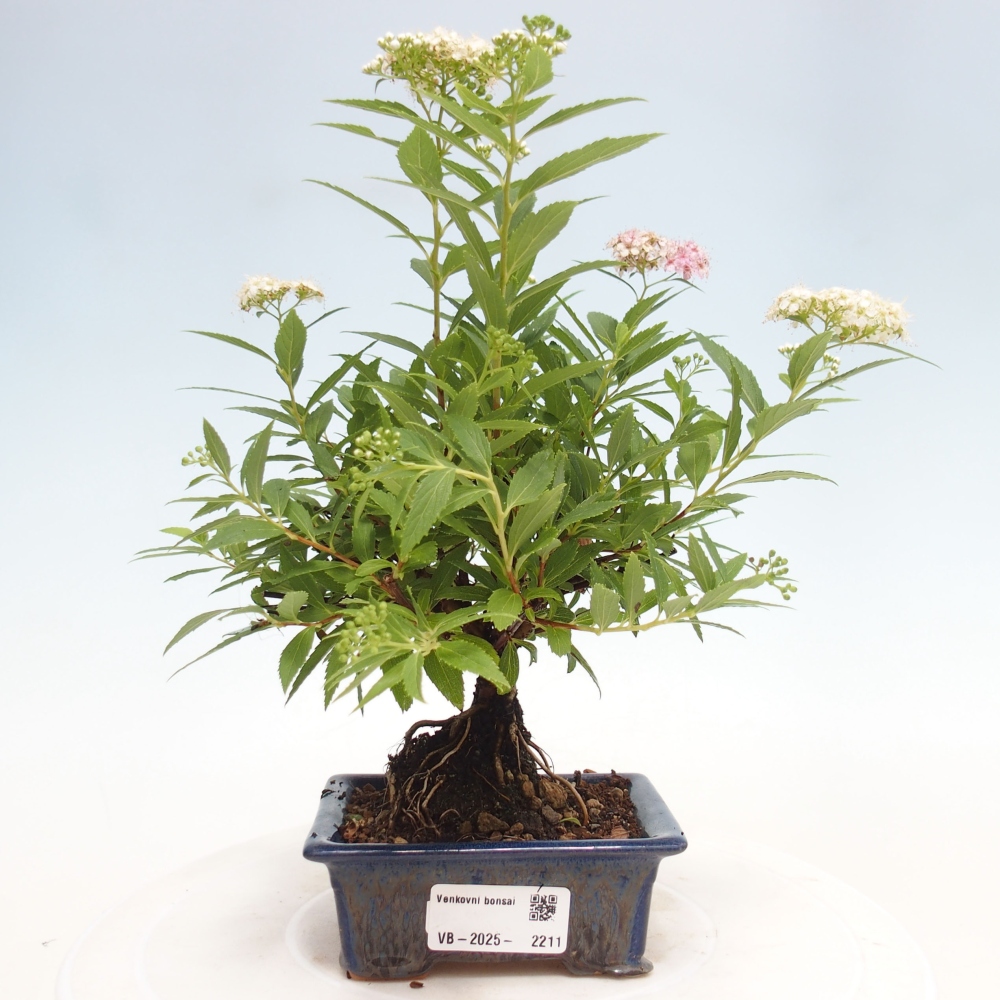 Outdoor bonsai - Spirea japonica GENPSI