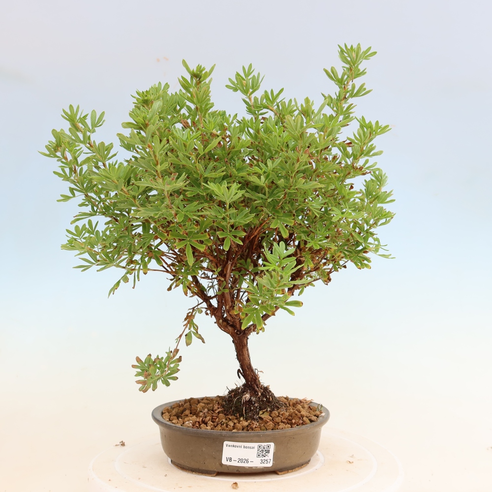 Bonsai ogrodowe – Potentilla fruticosa – Bellissima