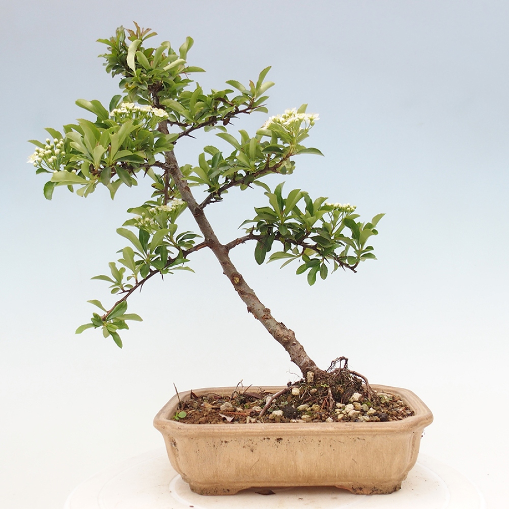 Outdoor Bonsai-Pyracanta Teton-Piekarnia