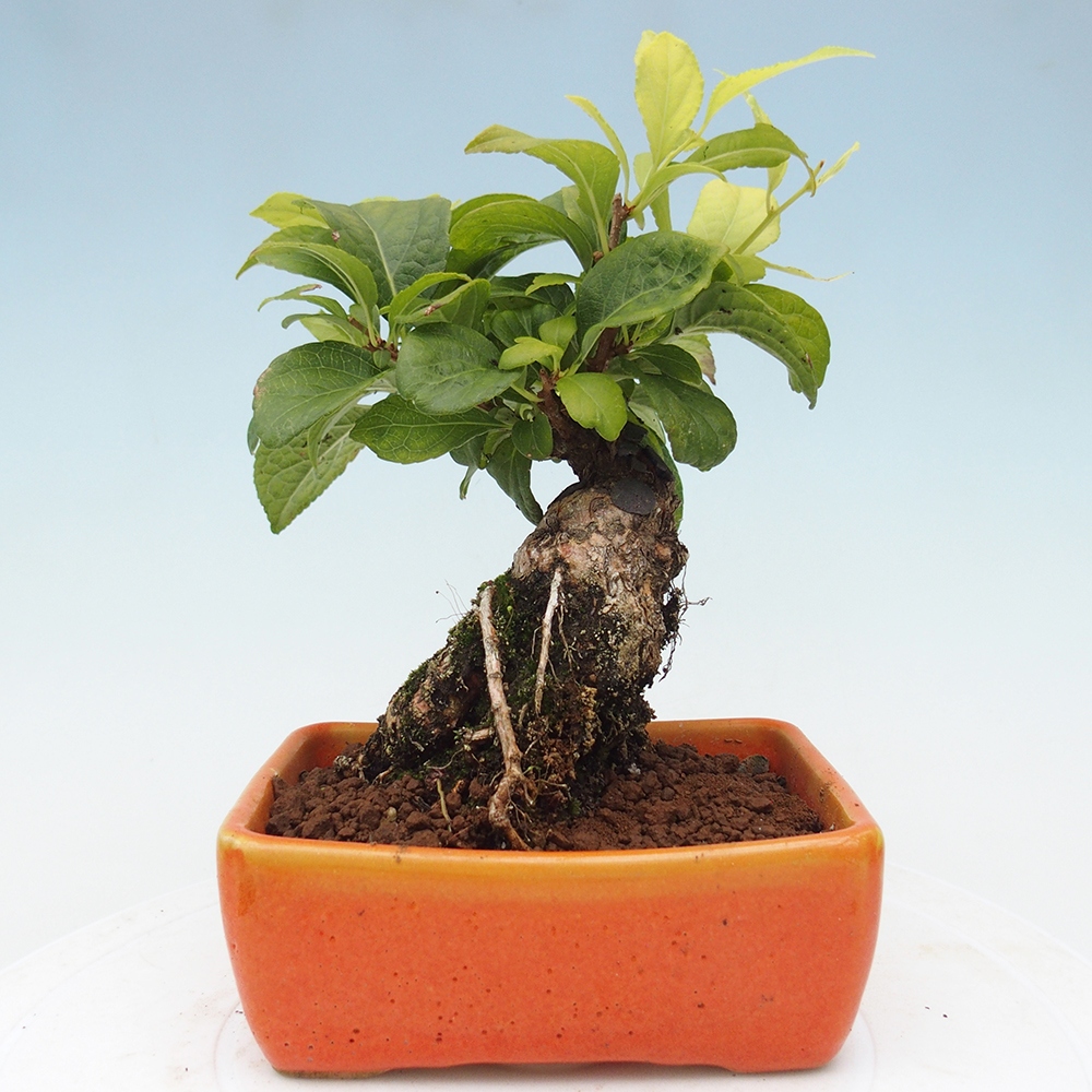 Bonsai na zewnątrz - Celastrus Jesenec