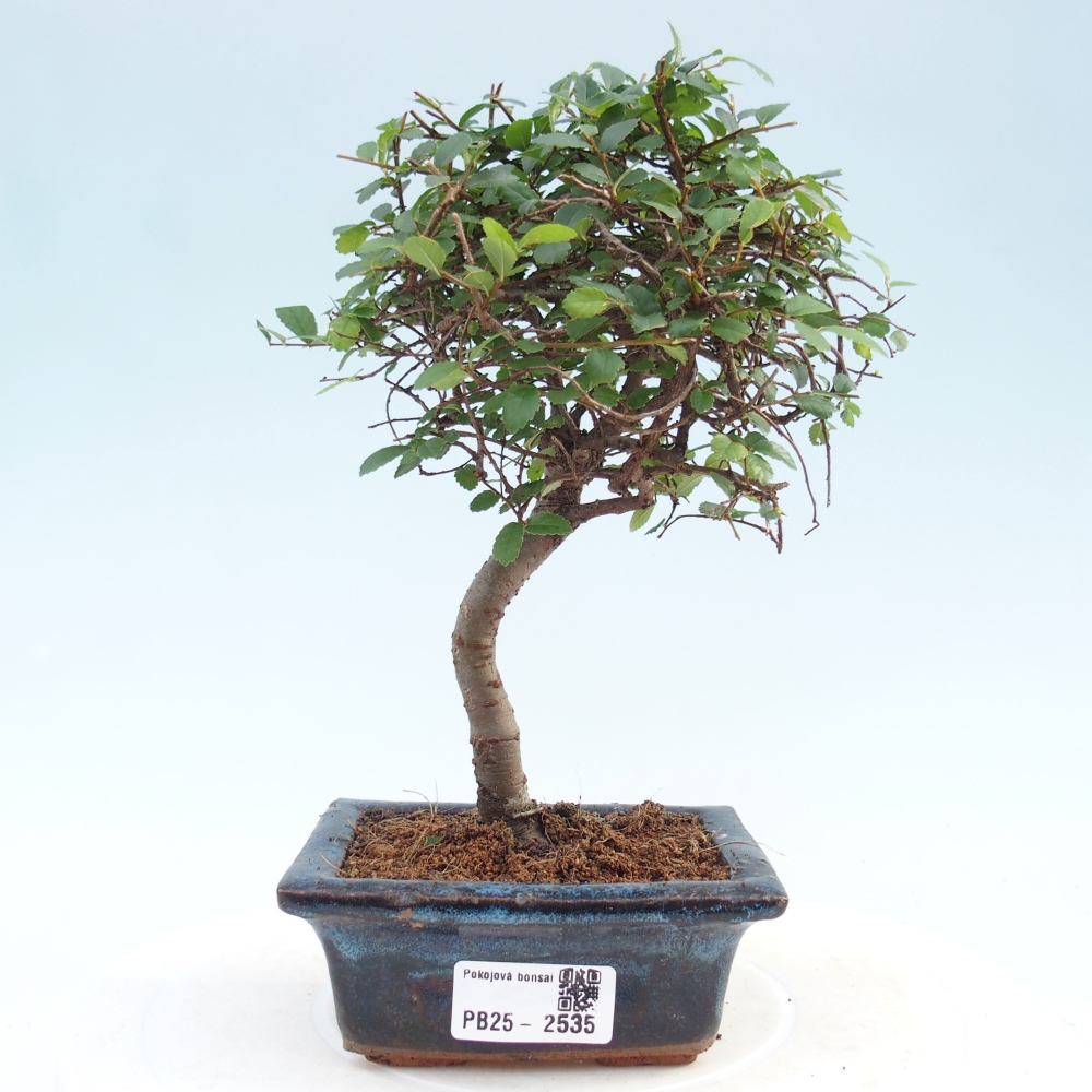 Kryty bonsai - Ulmus parvifolia - Wiąz mały liść