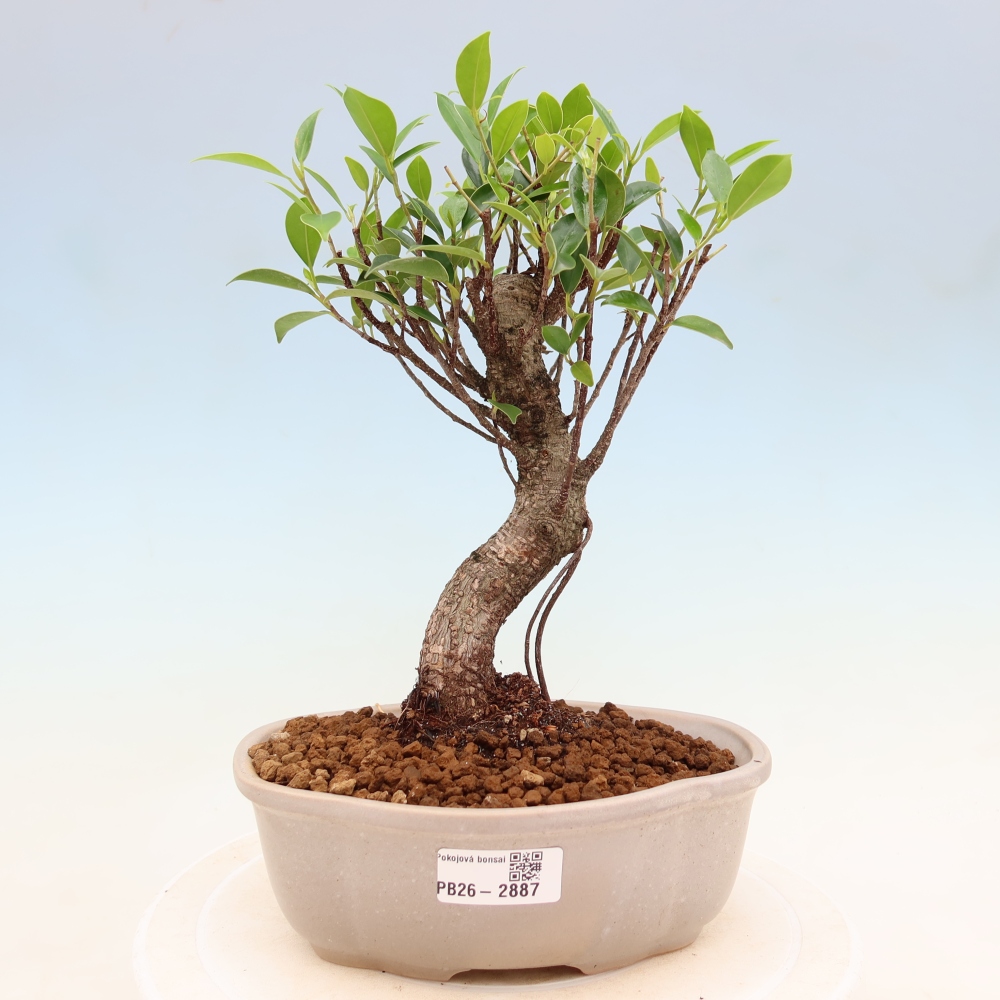 Pokój bonsai - Ficus kimmen - figowiec drobnolistny