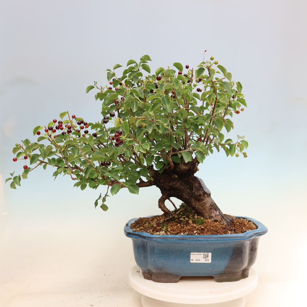 Bonsai ogrodowe – Mahalebka – Prunus mahaleb
