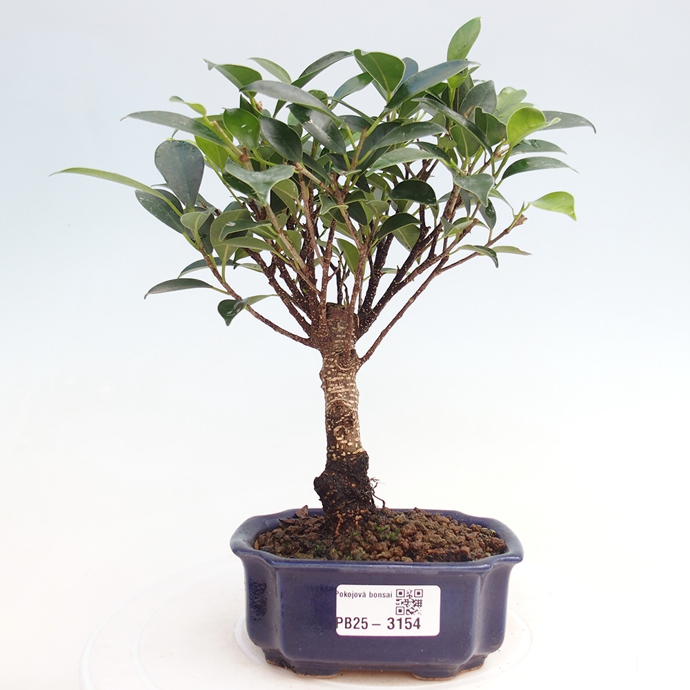 Pokój bonsai Ficus retusa kimmen