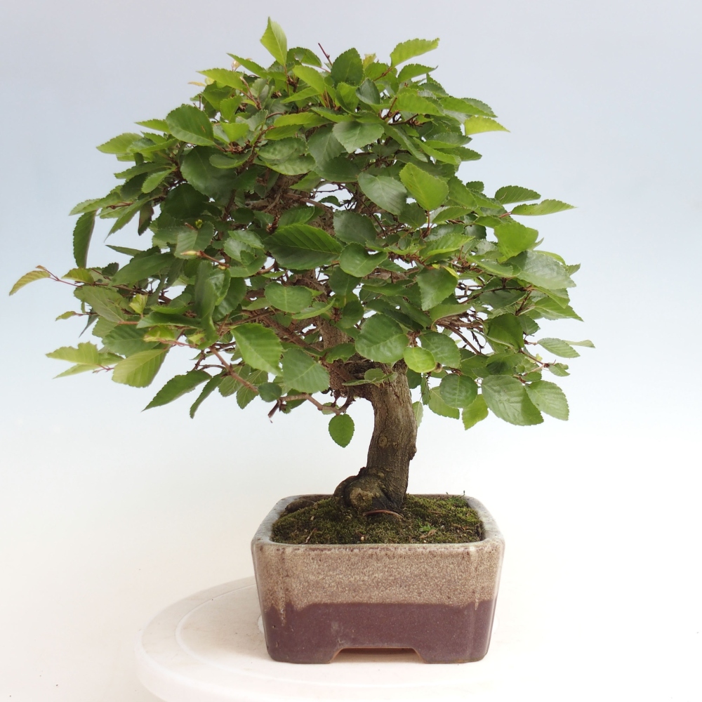 Bonsai zewnętrzne -Carpinus CARPINOIDES - grab koreański