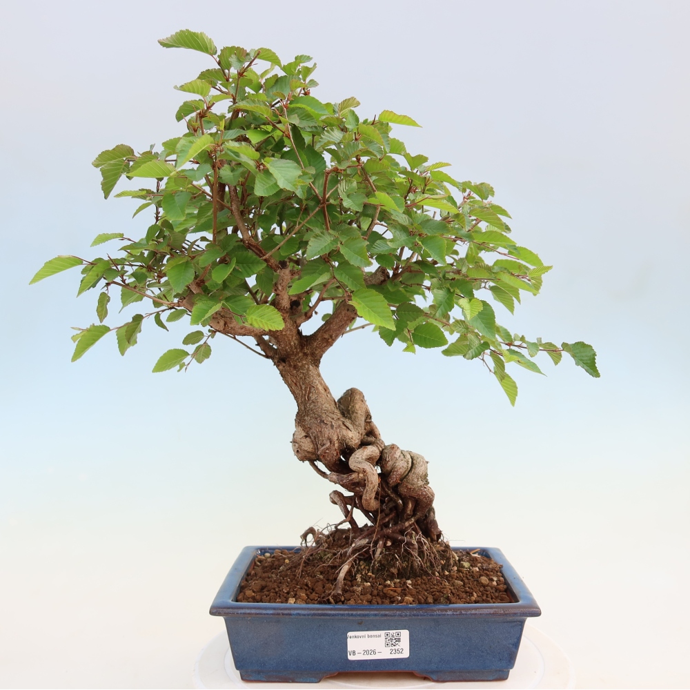Outdoor bonsai - Carpinus coreana - grab koreański