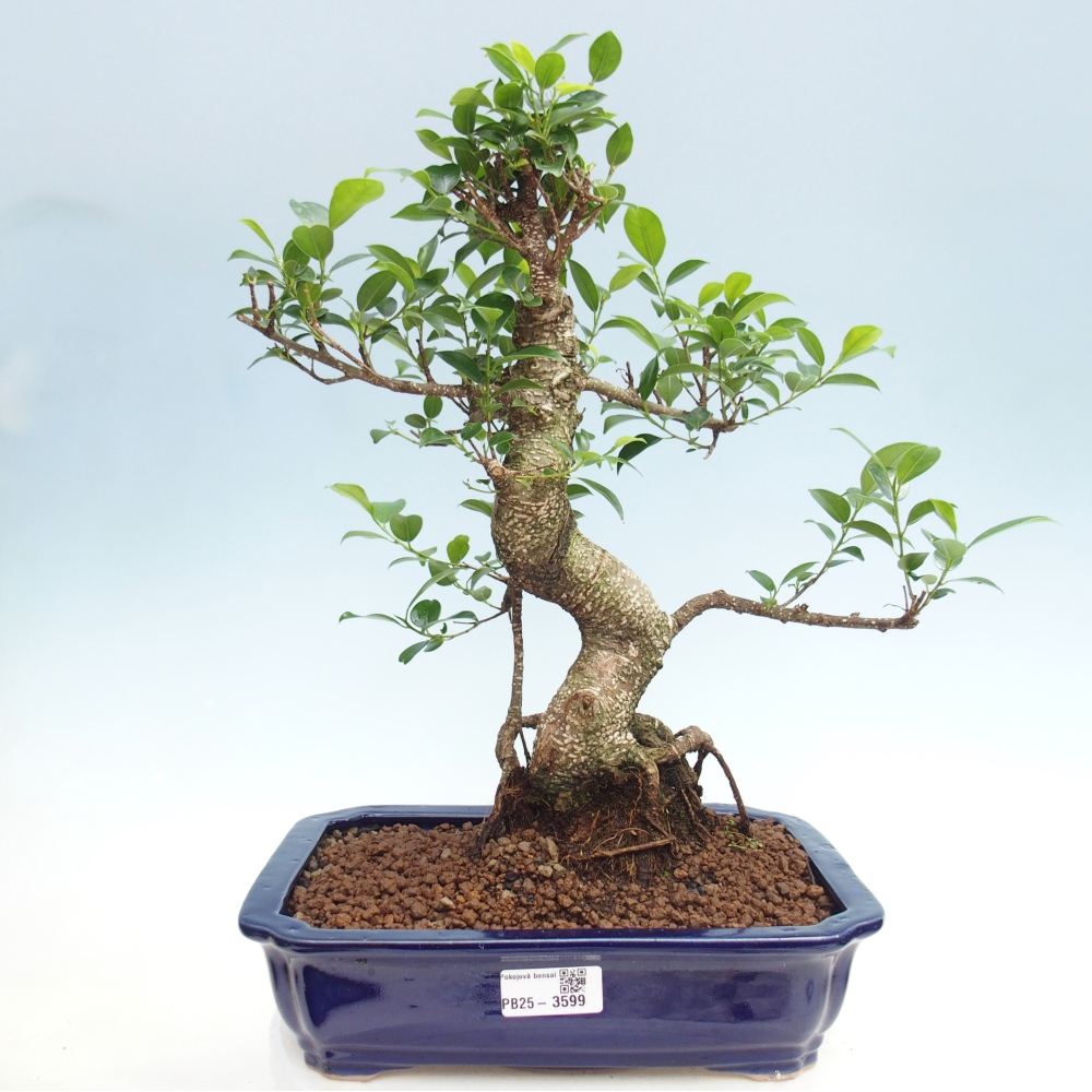 Pokój bonsai - Ficus kimmen - figowiec drobnolistny