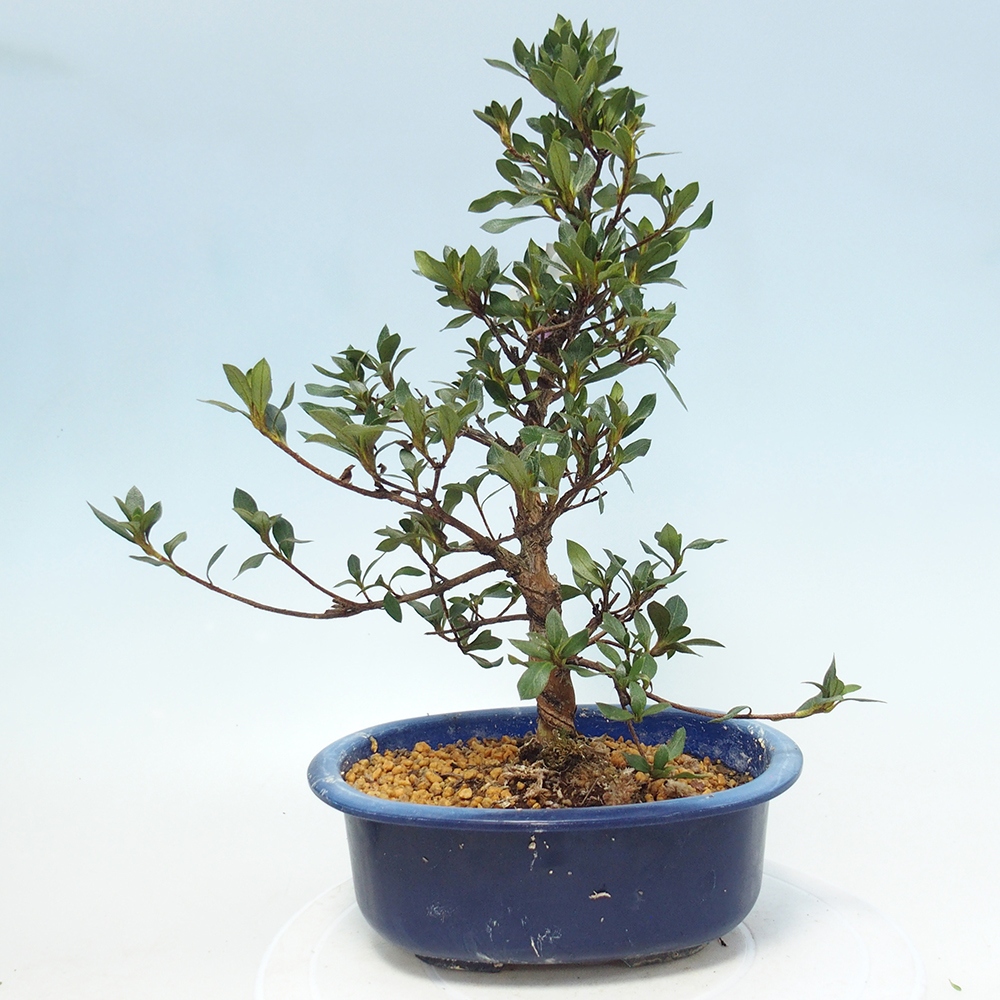 Bonsai zewnętrzne - Azalia japońska - Azalia Shinsei