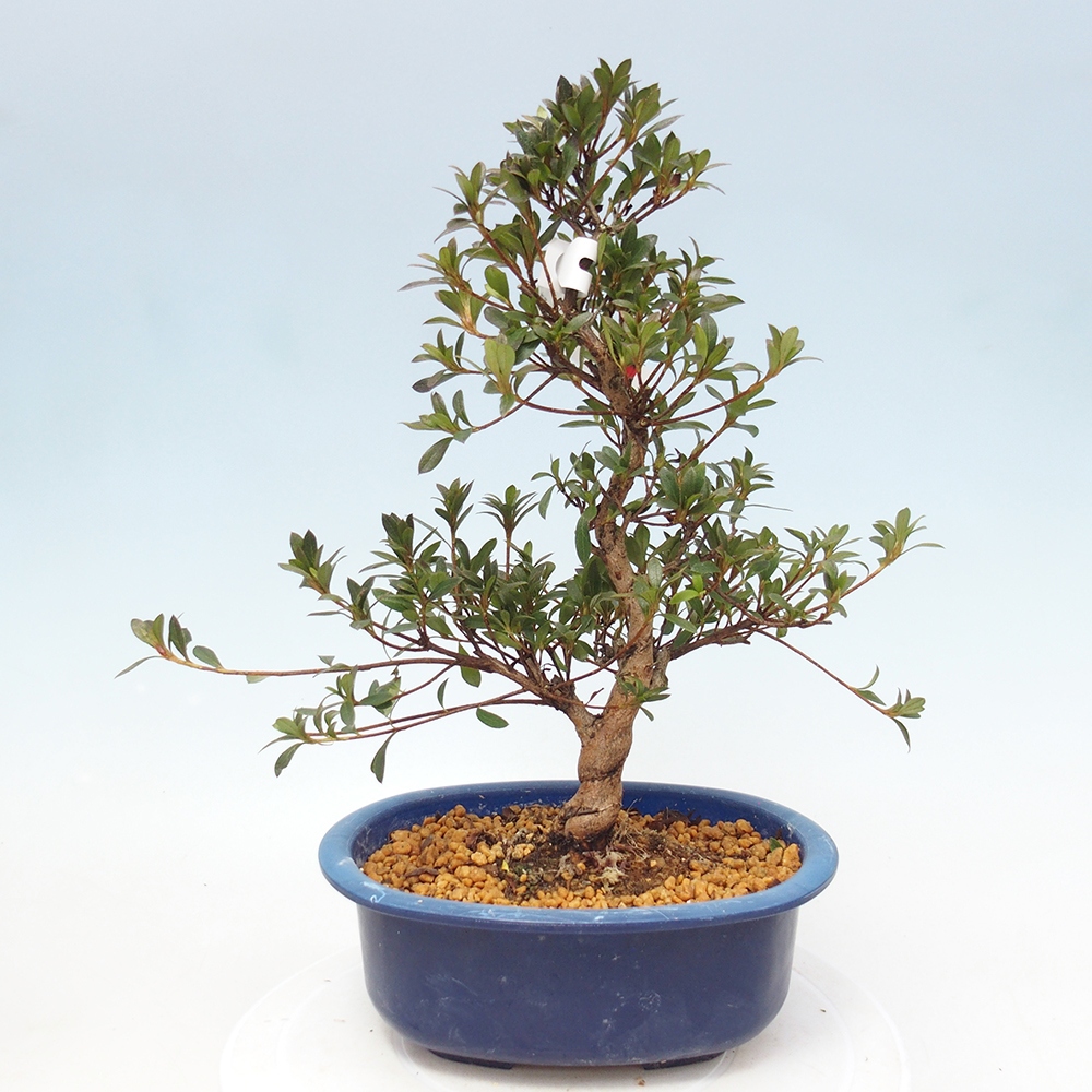 Bonsai zewnętrzne - Azalia japońska - Azalia Beniko