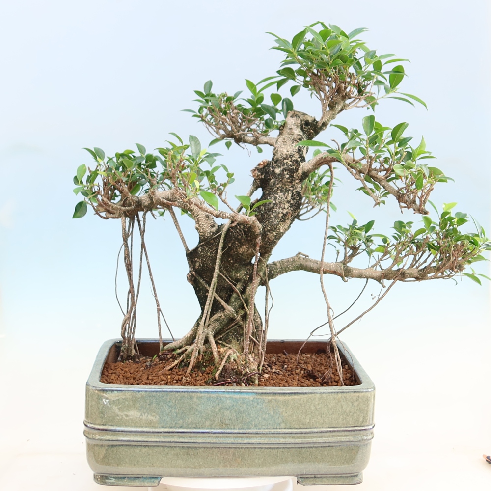 Pokój bonsai - Ficus kimmen - figowiec drobnolistny