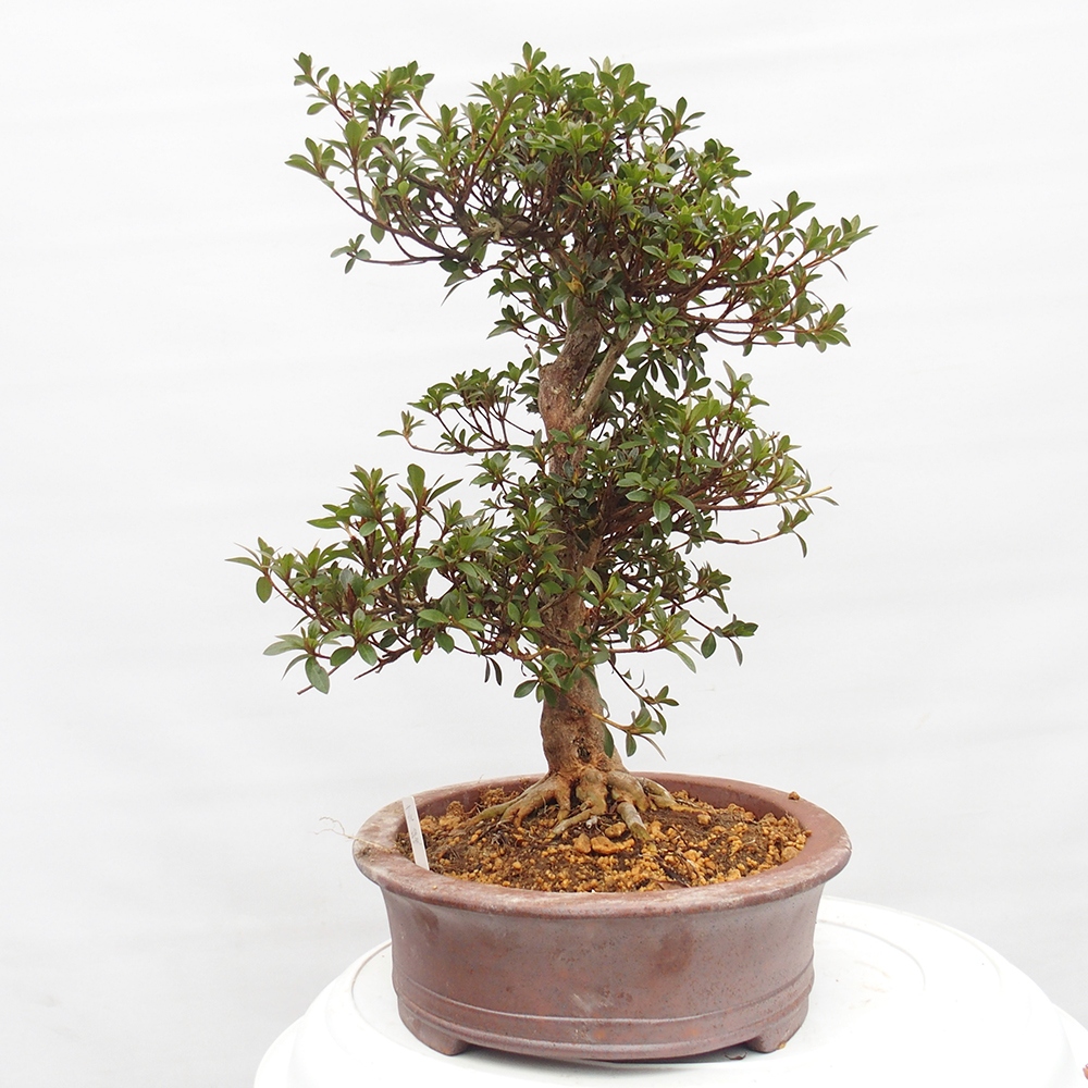 Bonsai zewnętrzne - Azalia japońska - Azalia Hanatsuzuri