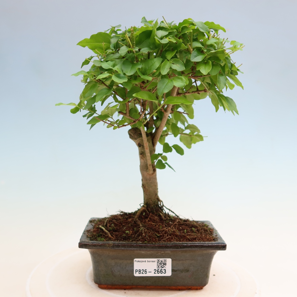 Pokój bonsai - Ligustrum chinensis - Dziób ptaka