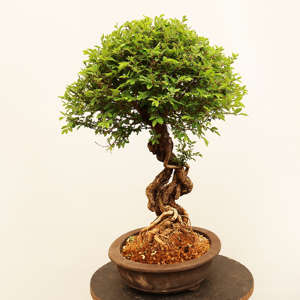 Bonsai na świeżym powietrzu - Zelkova - Zelkova NIRE